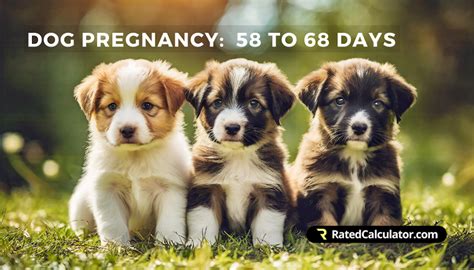 Dog Pregnancy Calculator